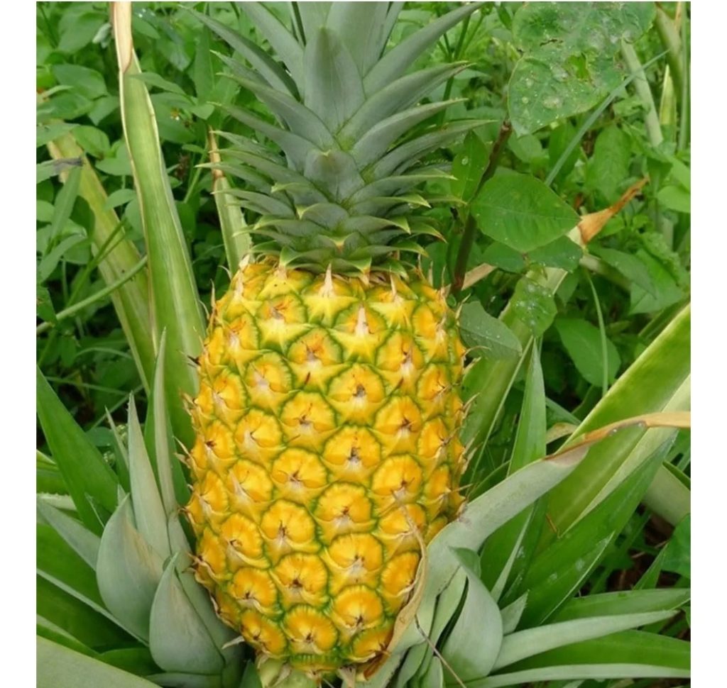 Screenshot_20250514_104752_Amazon Shopping